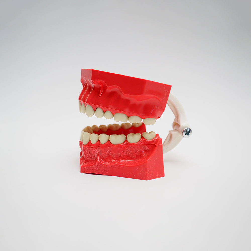 Teeth Model
